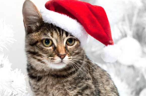 Eye Santa Hat Animal Cat