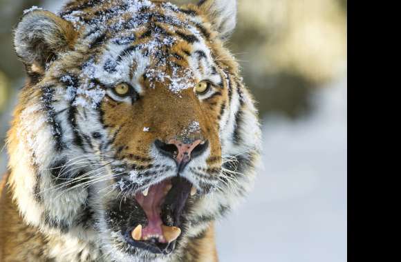 Eye Siberian Cat Animal Tiger