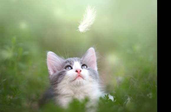 Feather Depth Of Field Animal Cat