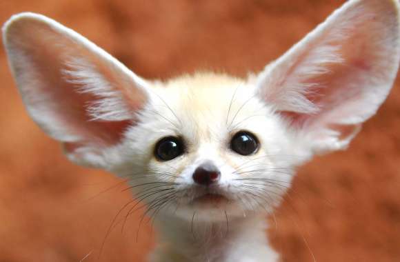 Fennec Fox Delight