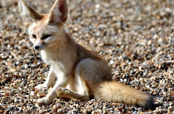 Fennec Fox Desert Watcher