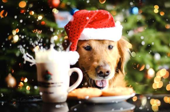 Festive Golden Retriever wallpapers hd quality