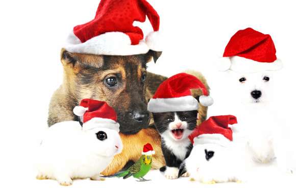 Festive Pets Christmas wallpapers hd quality