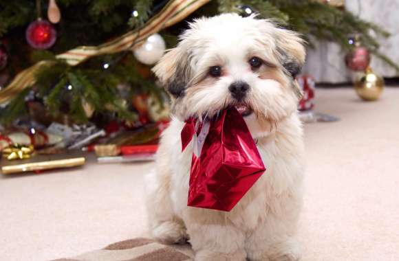 Festive Puppy