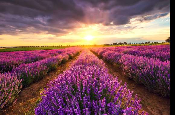 Field Nature Lavender