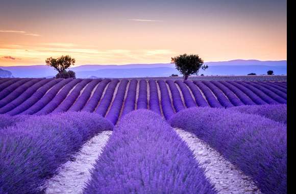 Field Tree Purple Flower Flower Landscape Nature Lavender