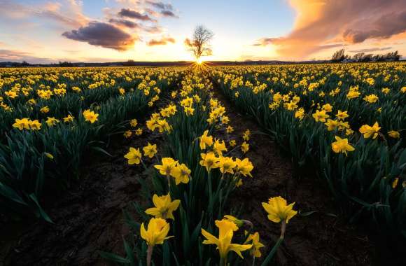 Field Yellow Flower Summer Flower Nature Daffodil