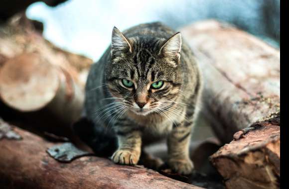 Fierce Gaze Green-Eyed Cat