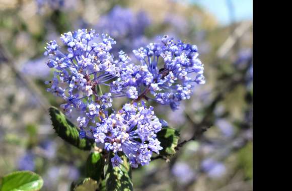 Floral Closeup - Blue Flowers wallpapers hd quality