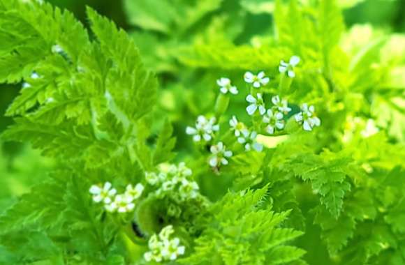 Floral Closeup - Green Fern White Flowers