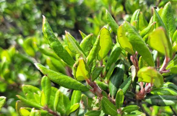 Floral Closeup - Green Leaves