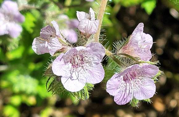 Floral Closeup - White Flowers