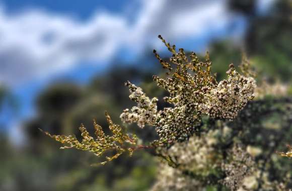 Floral Closeup - White Flowers Blur wallpapers hd quality