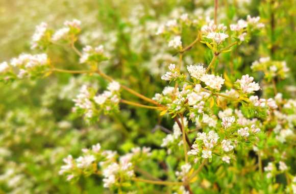 Floral Closeup - White Flowers Green Bushes