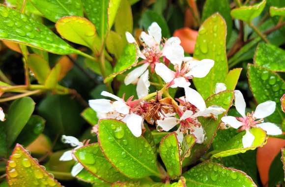 Floral Closeup - White Flowers Green Leaves