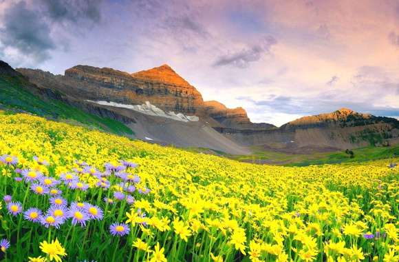 Floral Majesty