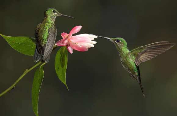 Flower Bird Animal Hummingbird