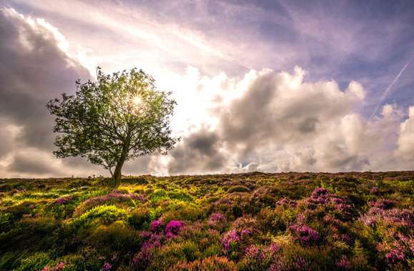 Flower Cloud Sky Lavender Lonely Tree Nature Tree wallpapers hd quality