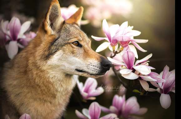 Flower Czechoslovakian Wolfdog Wolf Animal Wolfdog