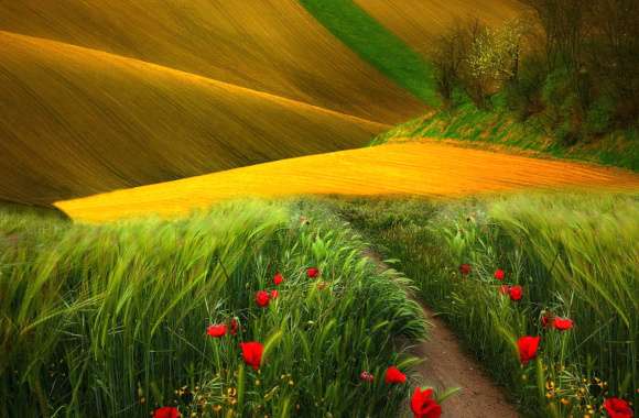 Flower Grass Field Nature Landscape