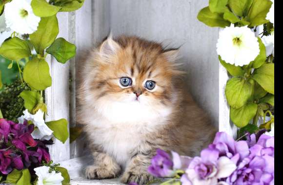 Flower Kitten Animal Cat