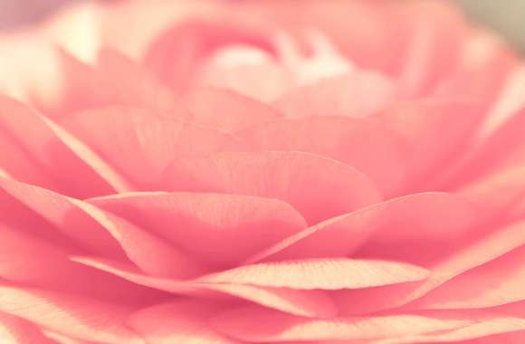 Flower Macro Close-up Petal Pink Rose Nature Rose wallpapers hd quality