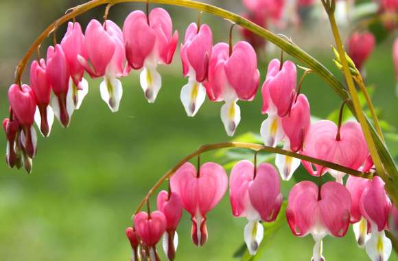 Flower Nature Bleeding Heart wallpapers hd quality