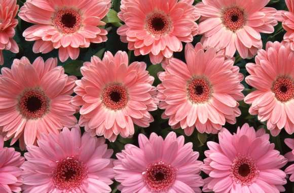 Flower Nature Gerbera Wallpaper wallpapers hd quality