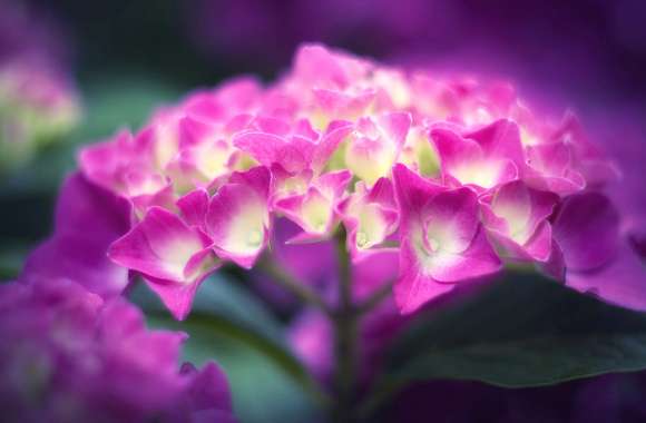 Flower Nature Hydrangea