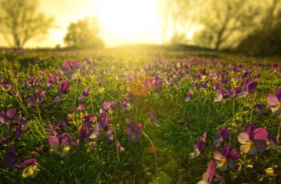 Flower Nature Pansy wallpapers hd quality