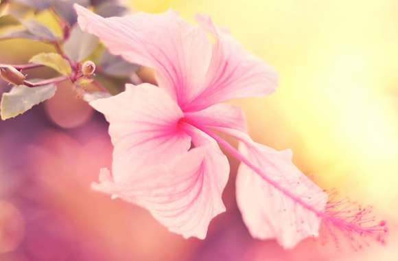 Flower Pastel Nature Hibiscus