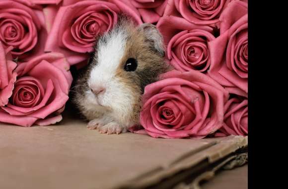 Flower Rose Animal Guinea Pig