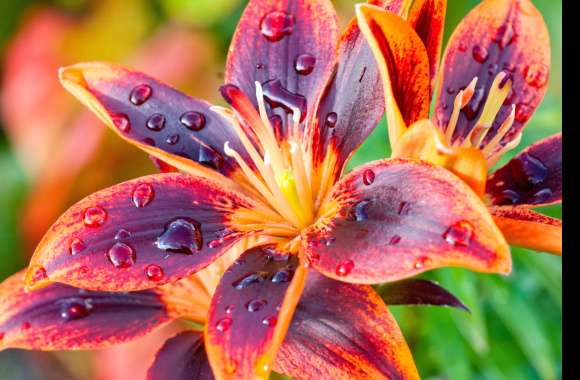 Flower Water Drop Orange (Color) Red Nature Lily