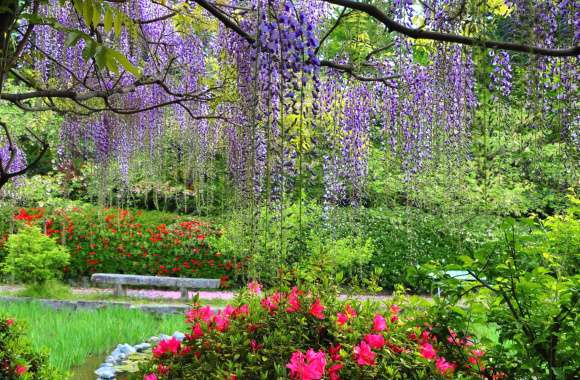 Flower Wisteria Park Nature Spring