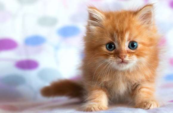 Fluffy Cute Kitten Animal Cat Cute Cat