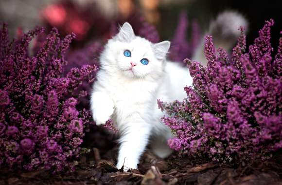 Fluffy Kitten Among Purple Flowers