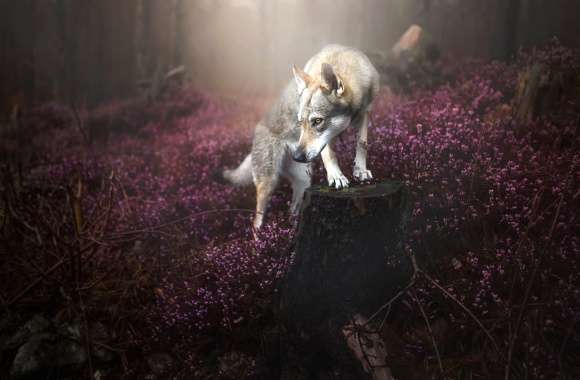 Fog Flower Nature Dog Animal Wolfdog