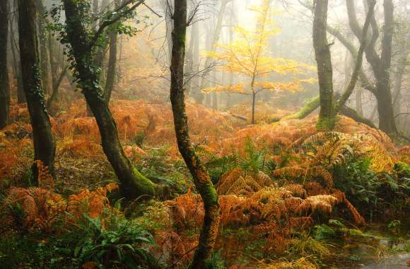 Foggy Autumn Forest