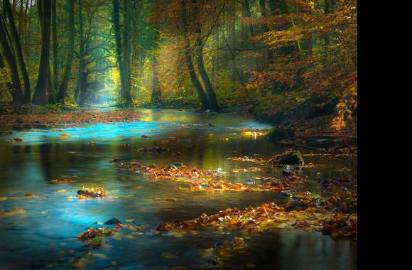 Forest Glow - Sunbeam, River & Autumn Leaves