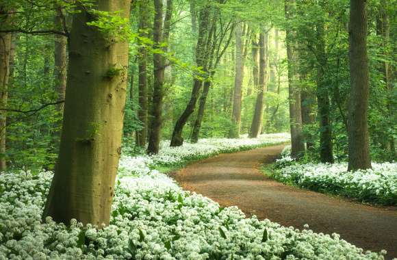 Forest path White flowers