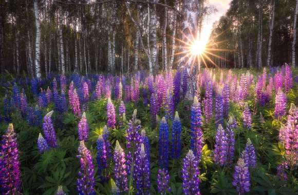 Forest Purple Flower Flower Nature Lupine