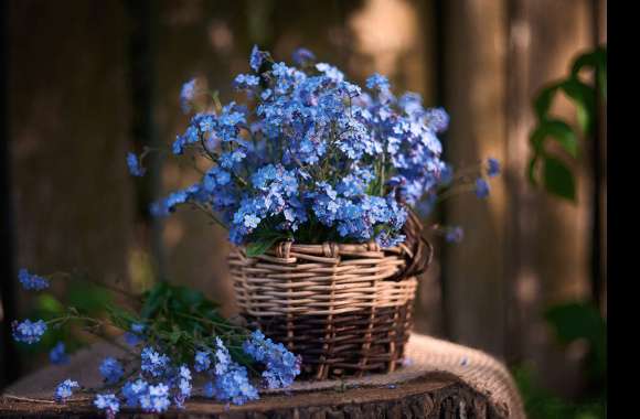 Forget-me-not Man Made Flower wallpapers hd quality