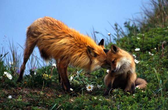 Fox Family Bonding - wallpapers hd quality