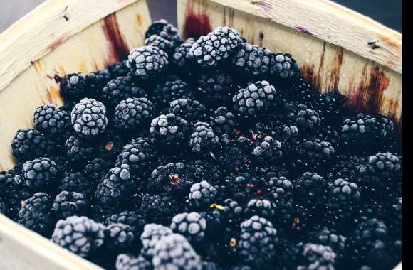 Fresh Blackberry Harvest -