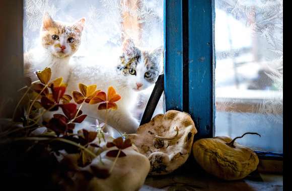 Frost Window Animal Cat