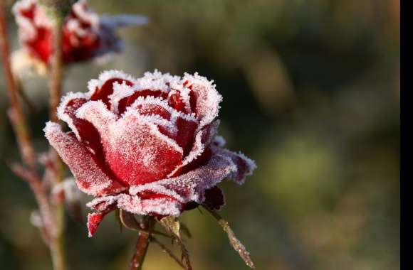 Frosted Red Rose wallpapers hd quality