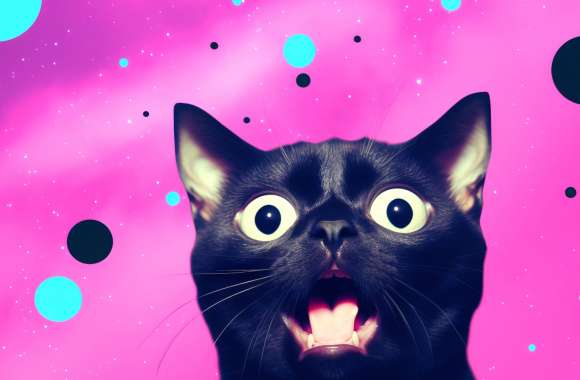 Funny Cat Face Wallpaper wallpapers hd quality