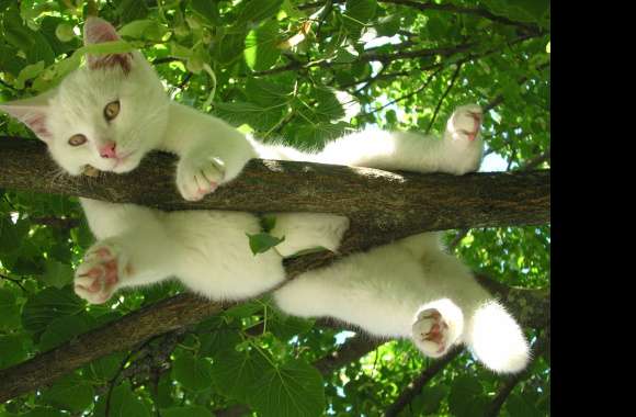 Funny Cute Cat on Branch -