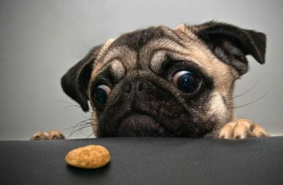 Funny Pug and Cookie wallpapers hd quality