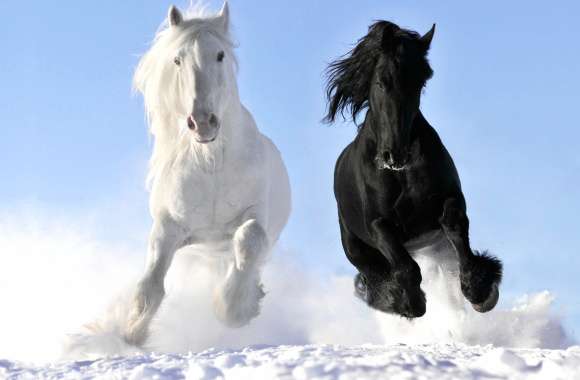 Galloping Harmony HD Horse Wallpaper wallpapers hd quality